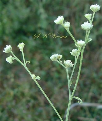  Capitula with peduncles